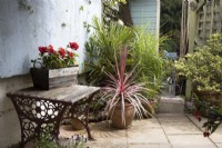 Divers pots sont plantés avec des géraniums et une cordyline parmi d'autres plantes et une vieille table réutilisée comme surface de travail dans la zone pavée d'un jardin côtier. Juillet. Été.