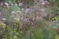 Plantation naturelle douce avec Echinacea pallida, Solidago x luteus 'Lemore' et Sporobolus heterolepis - graines de goutte des prairies.