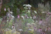 Plantation naturelle douce avec Echinacea pallida, Selinum wallichianum, Solidago x luteus 'Lemore' et Sporobolus heterolepis - graines de goutte des prairies.