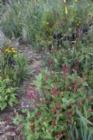 Chemin de gravier rugueux à travers la plantation naturaliste de Persicaria amplexicaulis 'Blackfield', Helenium 'El Dorado', Kniphofia 'Tawny King', crocosmia Salvia 'Love and Wishes' et herbes ornementales mixtes.