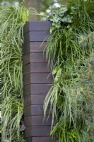 Plantation verticale avec Asplenium scolopendrium - scolopendre, Heuchera 'Green Spine et Carex morrowii 'Irish Green'.