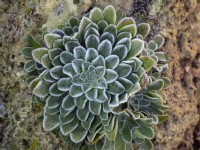 Aeonium tabuliforme aeonium à sommet plat, plante soucoupe couverte de givre