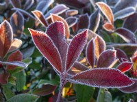Photinia x fraseri 'Robusta' feuilles sur un matin glacial mi janvier Norfolk