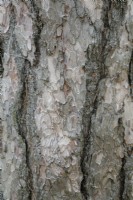 Pinus nigra ssp, nigra écorce - pin autrichien - juin