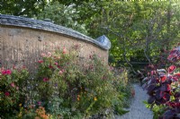 Un mur en torchis derrière un parterre de fleurs d'été avec Rosa × odorata 'Mutabilis', Aquilegias et autres fleurs d'été