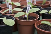 Jeunes plants de courgette 'Defender' en pot plastique