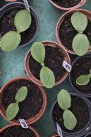 Jeunes plants de courgette 'Defender' en pot plastique