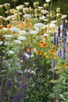 Parterre de fleurs comprenant Salvia nemerosa 'Caradonna', Helenium 'Sahin's Early Flowerer', Agastache 'Blue Fortune' et Daucus carota à College Barn, Somerset en juillet