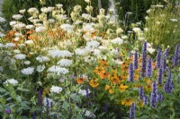 Parterre de fleurs comprenant Helenium 'Sahin's Early Flowerer', Agastache 'Blue Fortune' et Daucus carota à College Barn, Somerset en juillet
