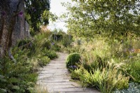 Chemin de terrasse en bois encadré de plantations comprenant une boîte coupée, des plantes vivaces herbacées et des graminées au College Barn, Somerset en juillet.