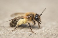 Andrena scotica - Chocolate Mining Bee - retour au nid avec du pollen