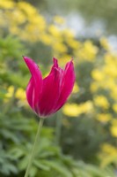 Tulipa 'Doll's Menuet' avec Euryops pectinatus derrière