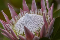 Fleur de Protea cynaroides. Juillet. Été.