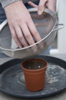 Semer les courgettes en pots, recouvrir de terreau tamisé
