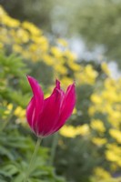 Tulipa 'Menuet de la poupée'