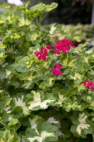 Pélargonium 'Happy Thought Red'