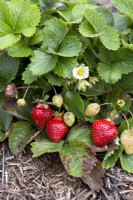 Strawberry Parfum Freeclimber cultivant des plantes avec des fruits et des fleurs