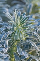 Euphorbia characias 'Glacier Blue' feuillage panaché en hiver - Janvier
