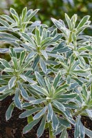 Euphorbia characias 'Silver Swan' feuilles panachées en hiver - Décembre