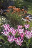 Tulipe 'Whispering dream' en pot avec Erysium 'Apricot Delight'