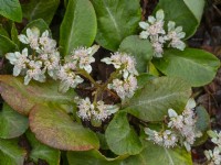 Chrysosplenium macrophyllum en fleur mi février Norfolk