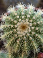 Parodia magnifica - Close up d'épines de cactus