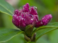 Boutons floraux de Daphné bholua 'Jacqueline Postill' après la pluie début février