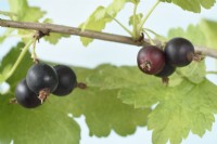 Ribes x nidigrolaria Jostaberry Croisement hybride d'un cassis et de groseilles Juillet