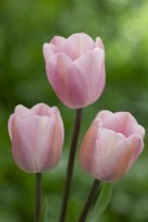 Tulipe 'Rosalie'