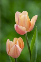 Tulipa 'Favoris de l'abricot'