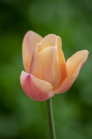 Tulipa 'Favoris de l'abricot'