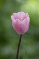 Tulipe 'Rosalie'