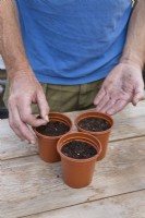 Semer des graines d'aubergine individuelles dans des pots en plastique avec du compost sans tourbe