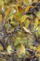 Boutons floraux et feuillage d'automne de l'année prochaine sur Magnolia stellata