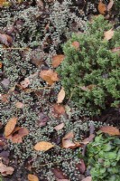 Cotoneaster atropurpureus 'Variegatus' et Hebe couverts de feuilles d'automne tombées