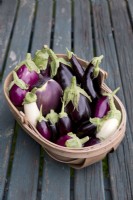Collection de variétés d'aubergines dans un trug en bois sur table en boisAubergine 'Pot Black' 'Ophelia' 'Kaberi' 'Clara' 'Amethyst' 'Hansel' 'Czech Early'