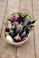 Collection de variétés d'aubergines dans un trug en bois sur table en boisAubergine 'Pot Black' 'Ophelia' 'Kaberi' 'Clara' 'Amethyst' 'Hansel' 'Czech Early '