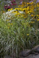 Parterre de fleurs contenant une combinaison de Selinum wallichianum, Carex pendula et Rudbeckia deamii en arrière-plan. Bordé de pierre naturelle.