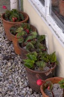 Jeunes plantes de bégonia dans des pots en terre cuite