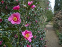 Camellia 'Show Girl' reticulata x sasanqua Mi février