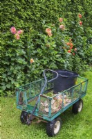 Chariot à plantes rempli de fleurs, de feuilles et d'autres matières organiques de dahlia épuisées dans le jardin de l'arrière-cour en été, Québec, Canada - août