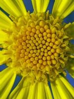 Euryops pectinatus en fleur