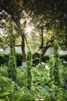 Jardin champêtre en juin avec buis fastigié et alliums blancs