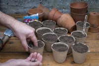 Planter des graines de pois de senteur dans des pots biodégradables