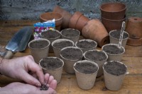 Planter des graines de pois de senteur dans des pots biodégradables