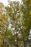 Exemple très grand et droit de Quercus poussant parmi d'autres arbres. Novembre. Automne