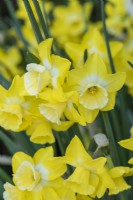 Narcisse 'Intrigue', jonquille bicolore inversée à coupe blanche et pétales jaunes, parfumée, fleurit à partir d'avril.