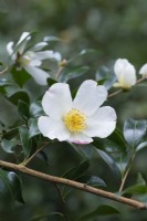 Camellia sasanqua, un arbuste persistant qui fleurit en automne.