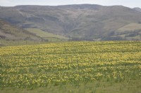 Voir à travers les champs de Narcissus syn cultivés. jonquille dans les montagnes cambriennes à Pwllpeiran, une ferme de recherche unique en altitude.