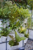 Petite plantation forestière en pots avec fougères et graminées. La forêt de poche IBC au Chelsea Flower Show 2021 Design : Sara Edwards